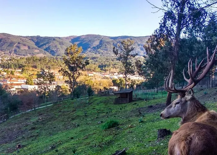 Casa Rosas - Roses House * Miranda do Corvo